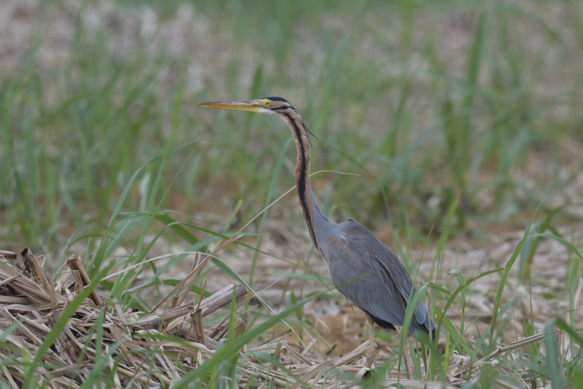 ムラサキサギ
西表島
古見集落