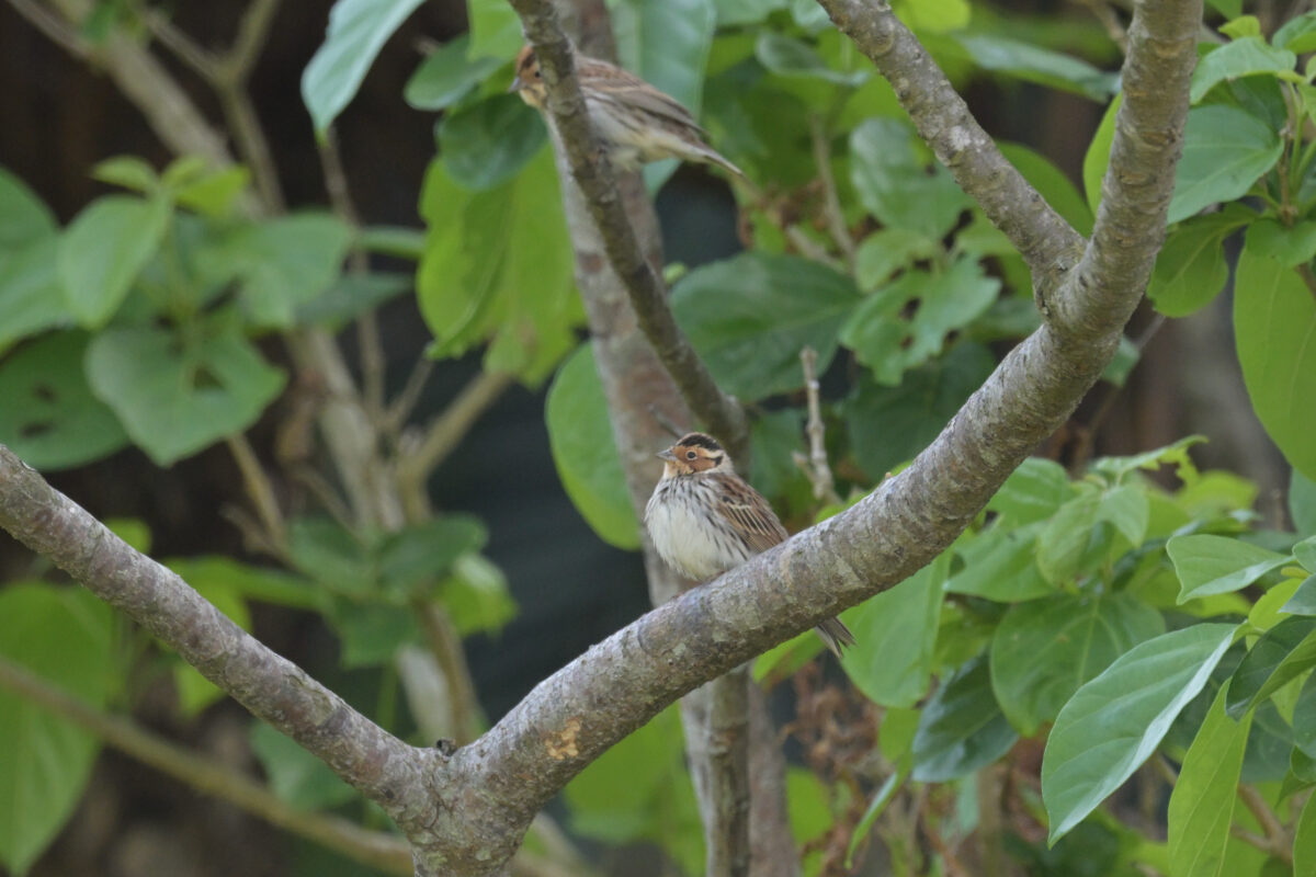 コホオアカ
西表島
ミダラの田んぼ