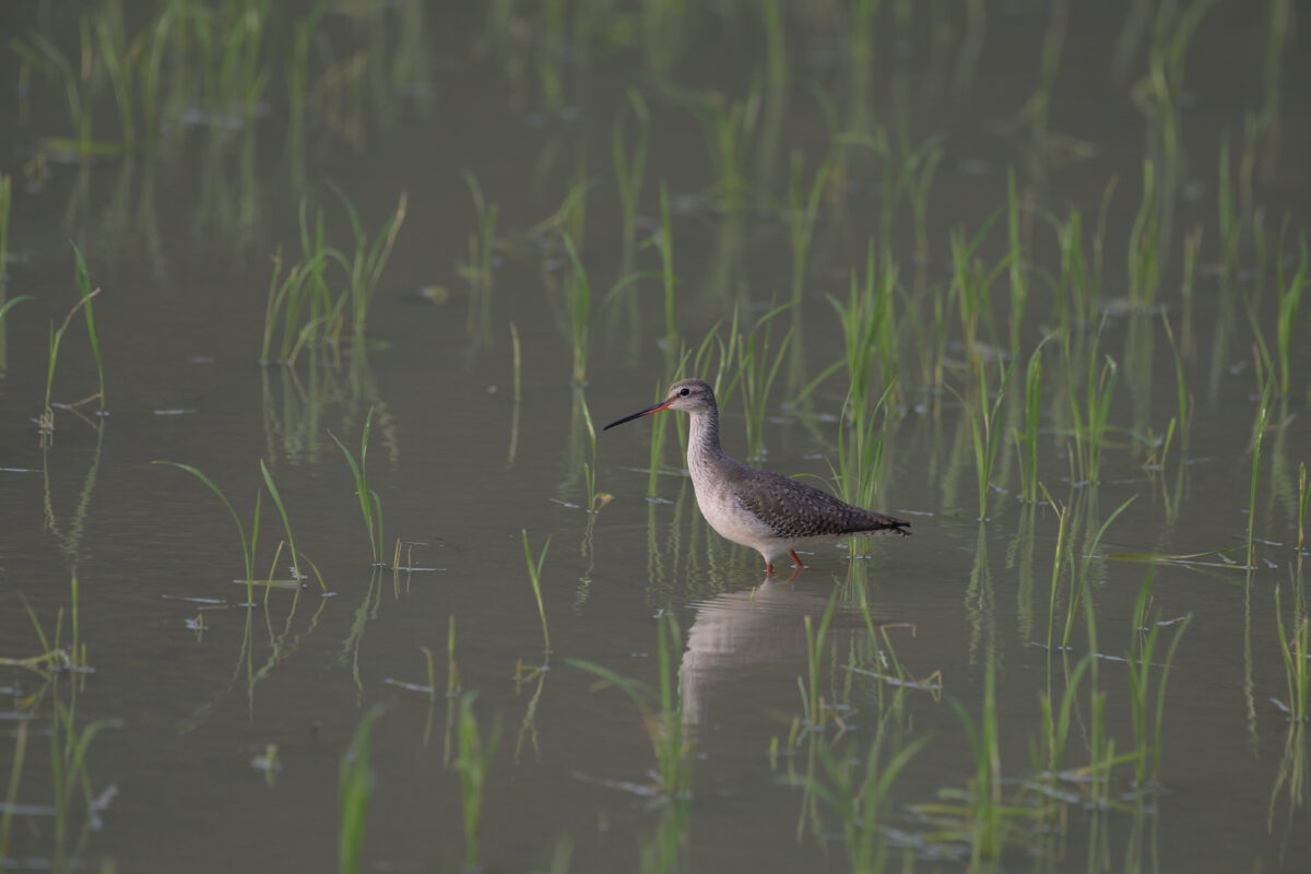ツルシギ
ミダラの田んぼ
西表島