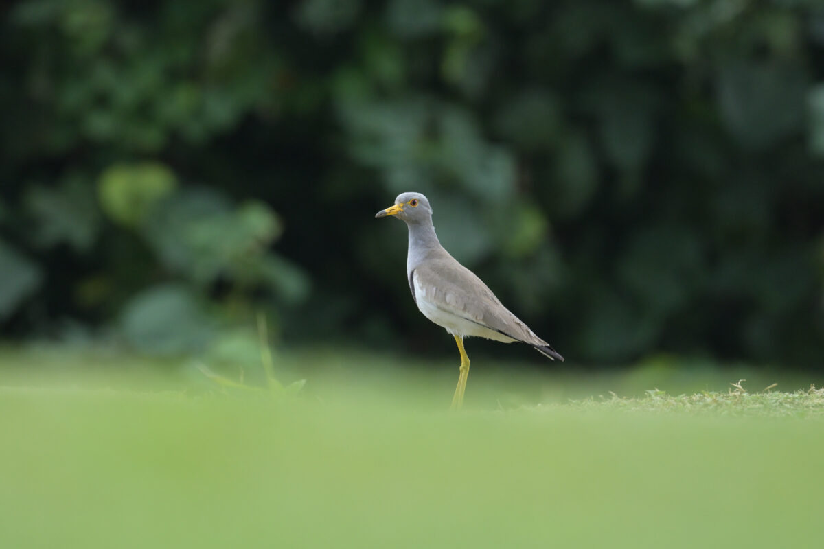 ケリ
西表島
うなりざき公園