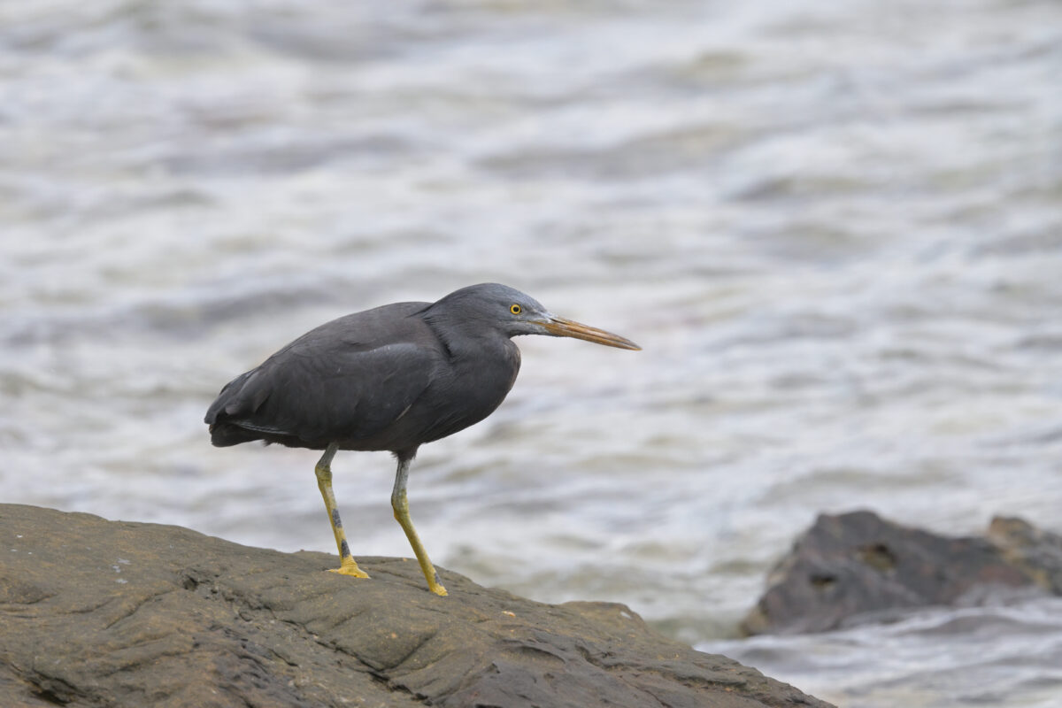 クロサギ
西表島
ミダラ浜