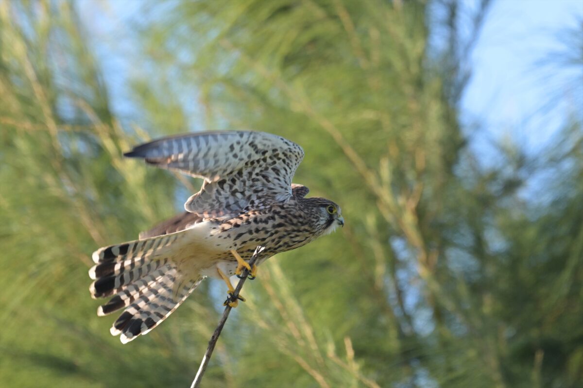 チョウゲンボウ
西表島
住吉牧場