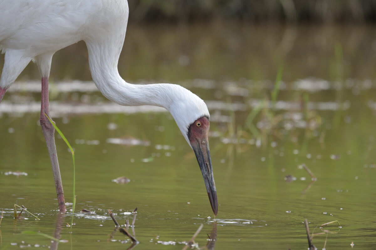 ソデグロヅル
西表島
ミダラの田んぼ