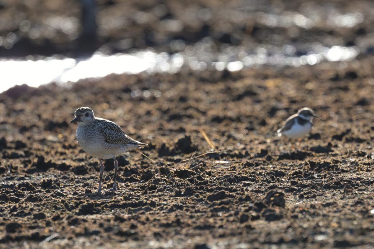 ムナグロ
コチドリ
西表島
住吉牧場