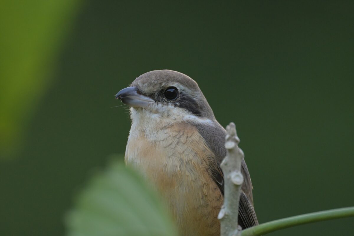 カラアカモズ
西表島
ミダラの田んぼ