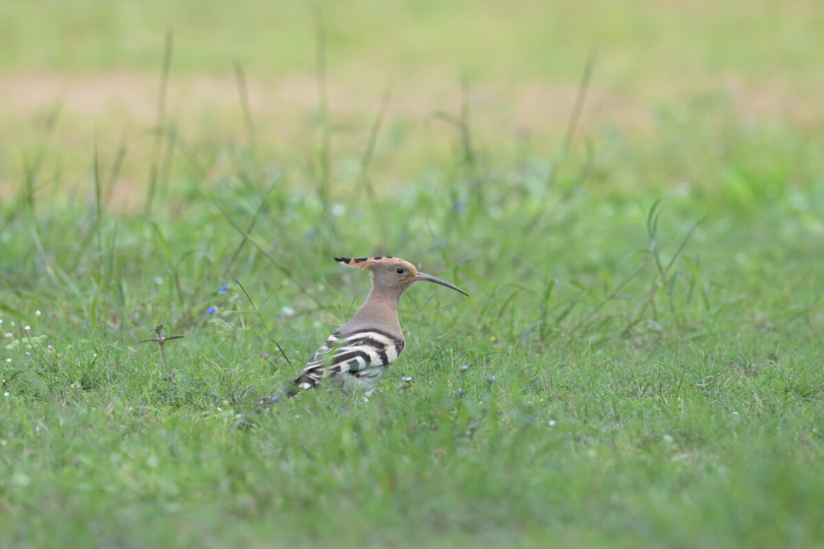 ヤツガシラ
西表島
船浦中学校