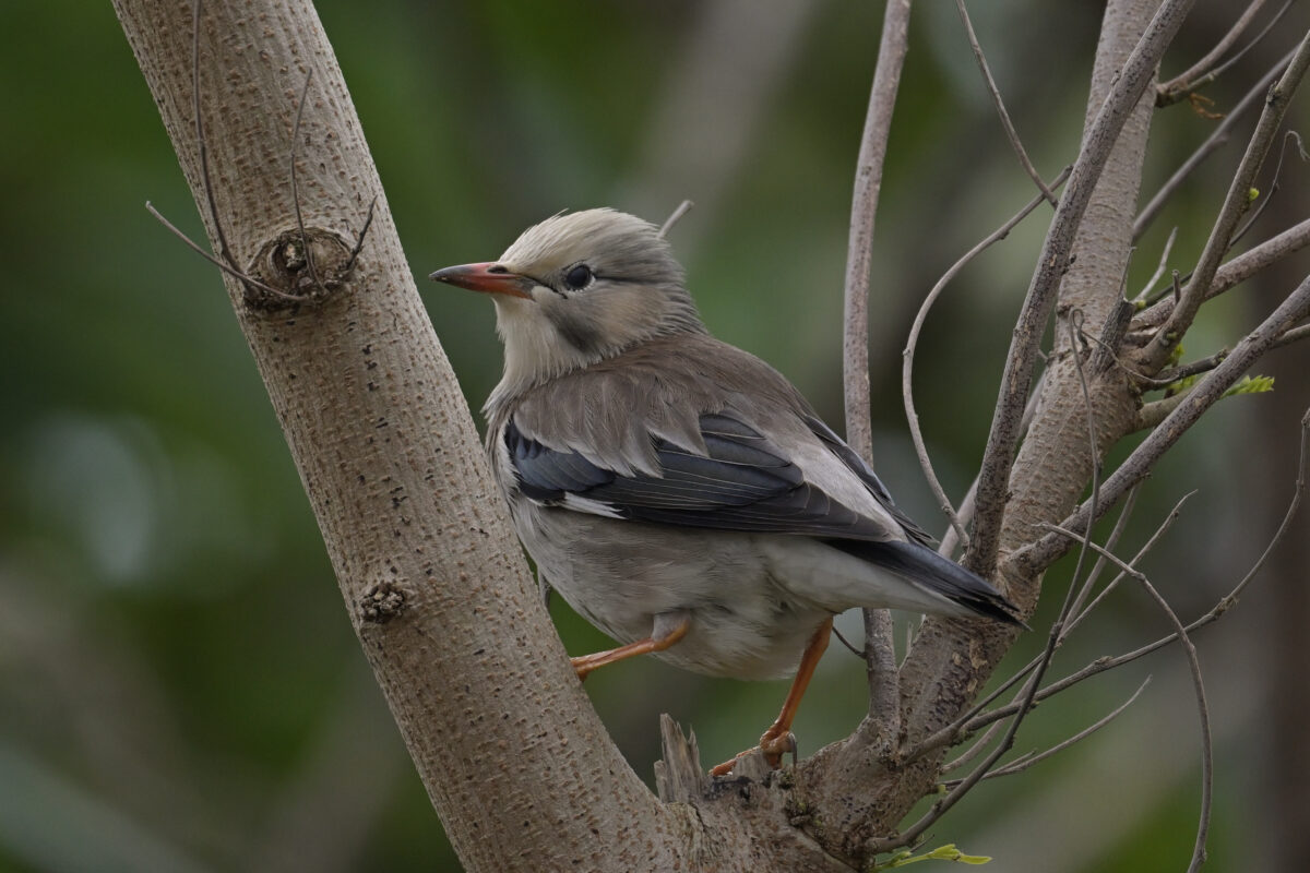 ギンムクドリ
ギンムクドリの群れ
西表島
豊原