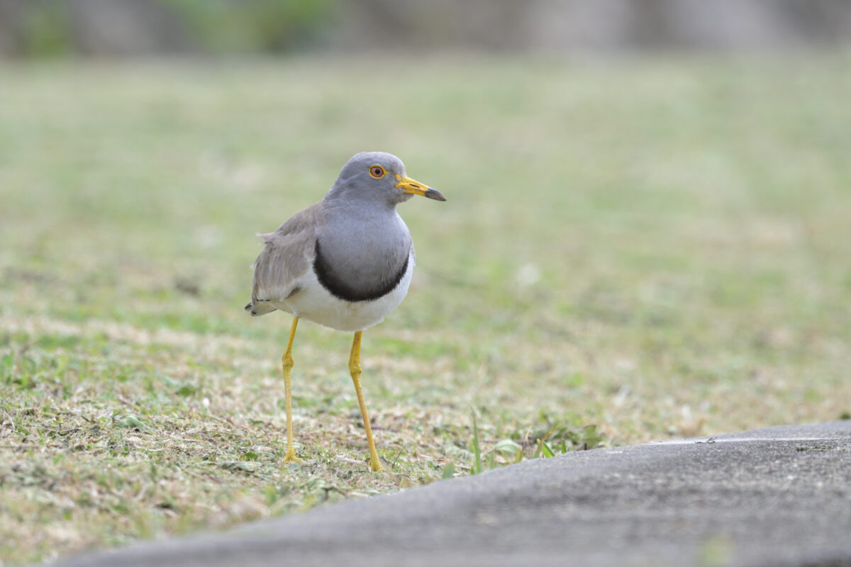 ケリ
西表島
うなりざき公園