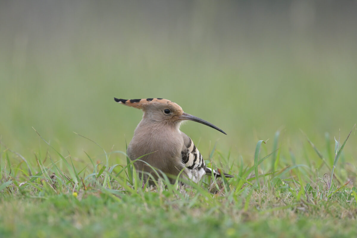 ヤツガシラ
西表島
船浦中学校
