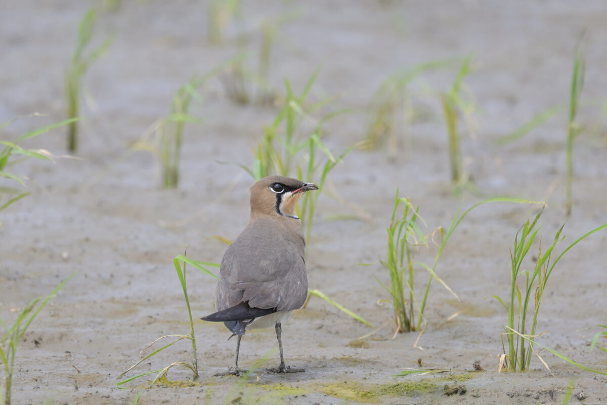 ツバメチドリ
オオホラダ
西表島