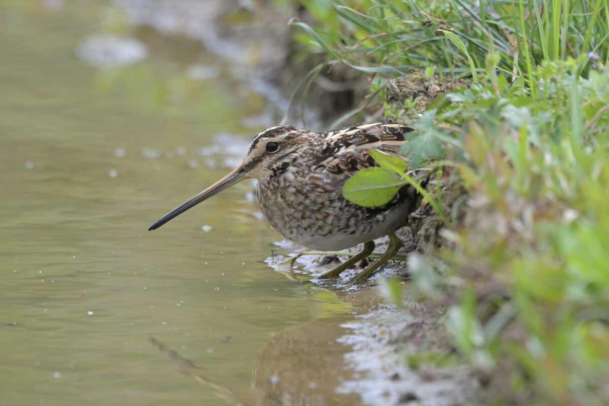 タシギ
西表島
オオホラダ