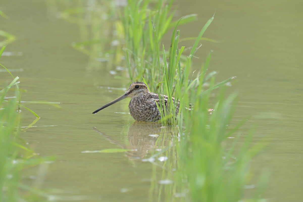 タシギ
西表島
オオホラダ