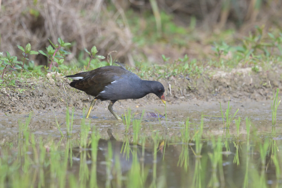 バン
西表島
オオホラダ