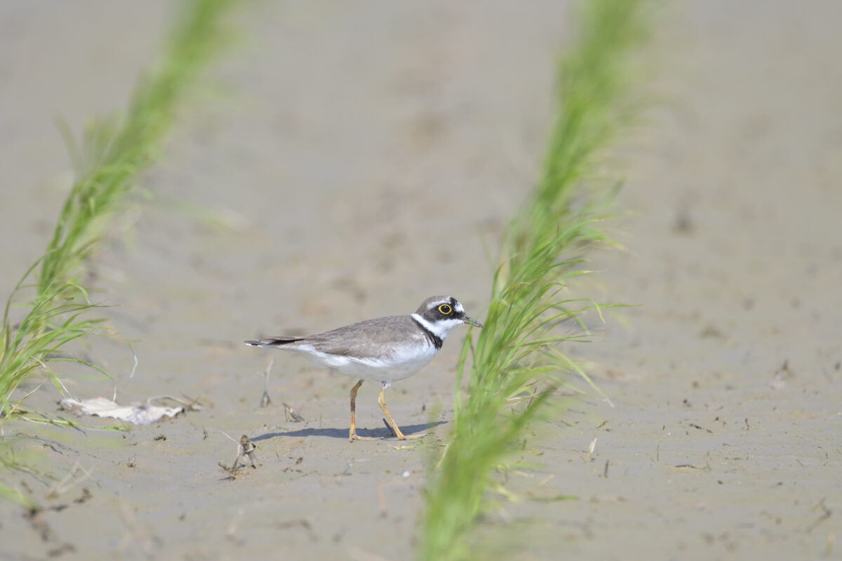 コチドリ
西表島
オオホラダ