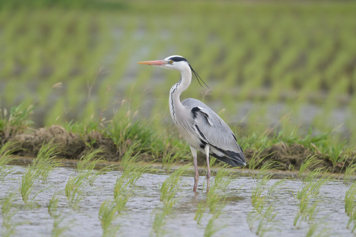 アオサギ
西表島
オオホラダ