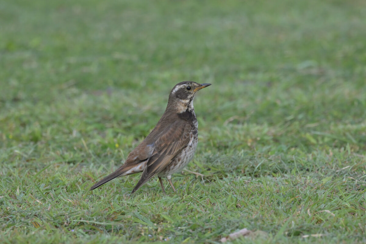 ツグミ
西表島
離島総合センター