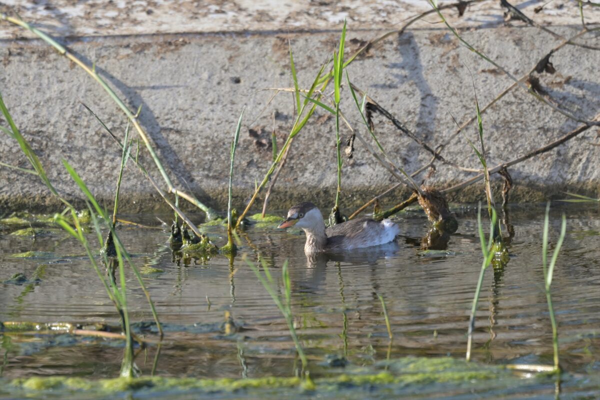カイツブリ
西表島
住吉コンポスト