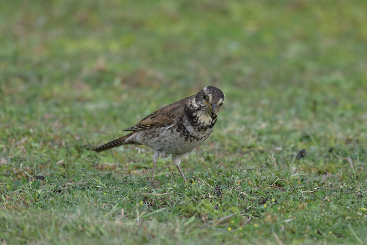ツグミ
西表島
離島総合センター