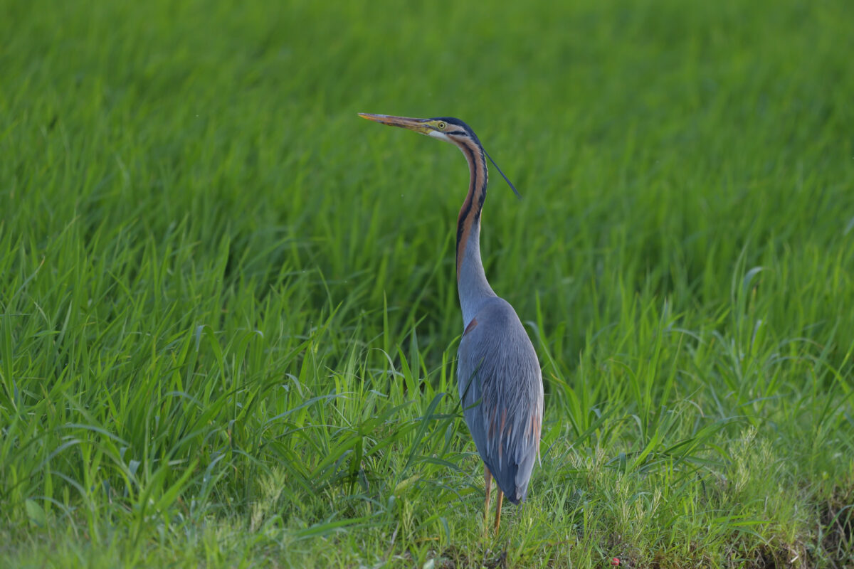 ムラサキサギ
西表島
ミダラの田んぼ