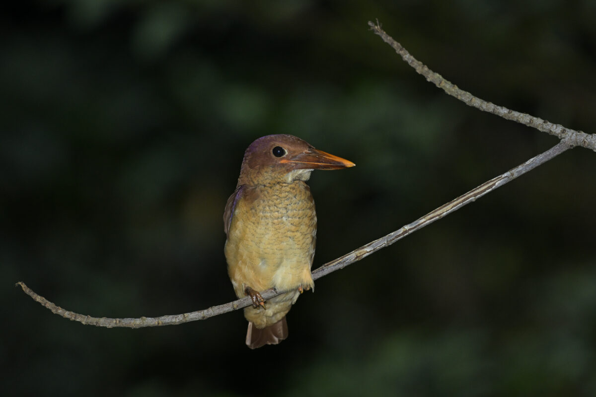 リュウキュウアカショウビン幼鳥
夜のリュウキュウアカショウビン幼鳥
夜のリュウキュウアカショウビン
リュウキュウアカショウビン
西表島
船浦林道