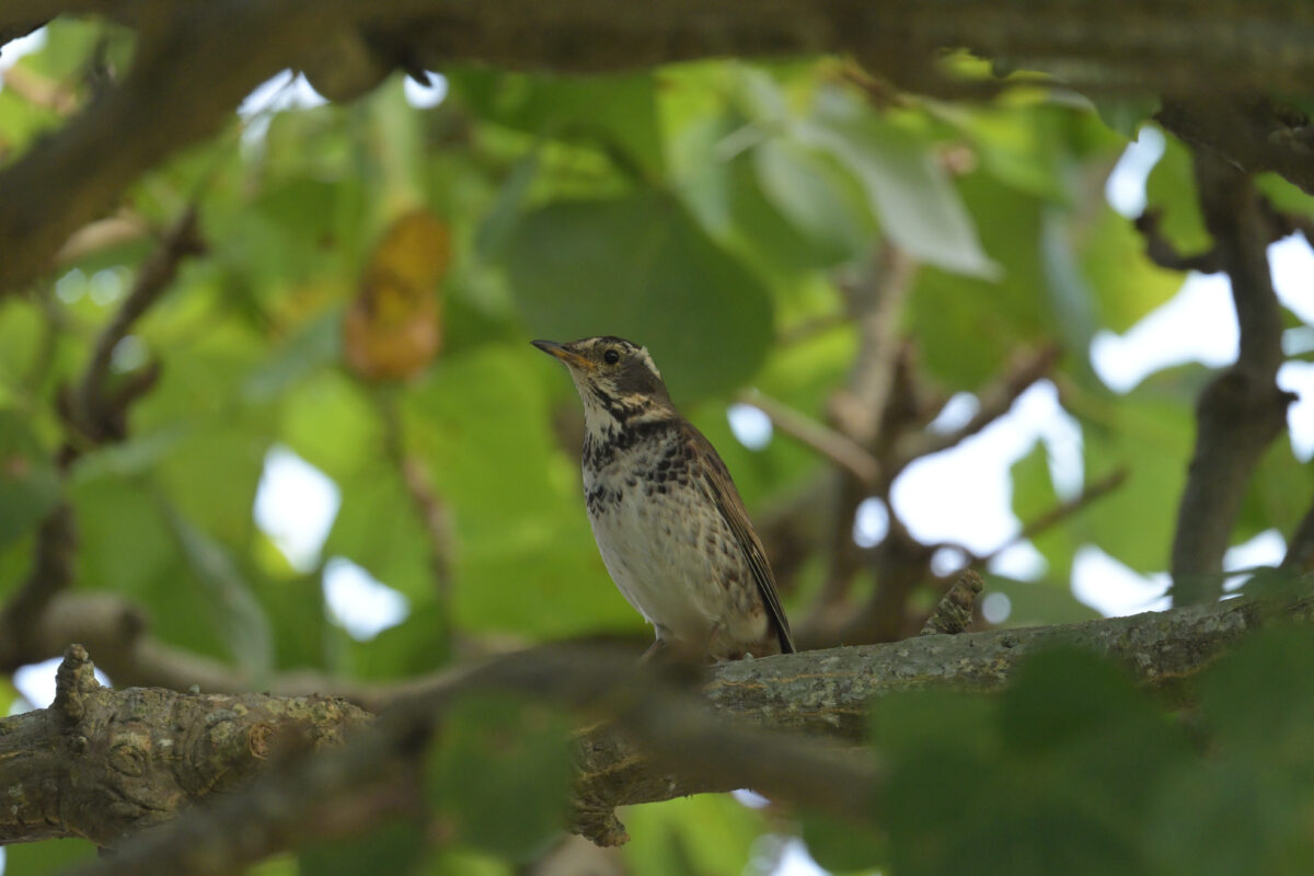 ツグミ
西表島
離島総合センター