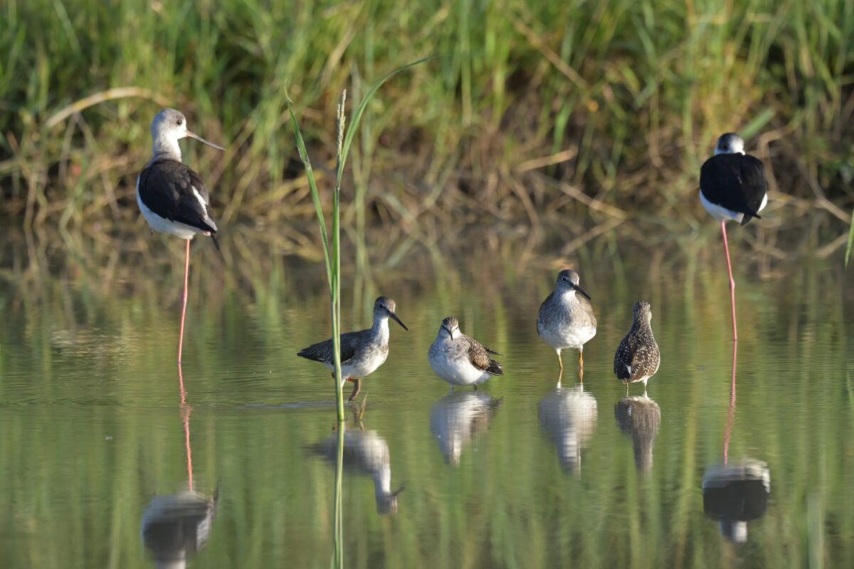 アカアシシギ
タカブシギ
セイタカシギ
西表島
ミダラの田んぼ
