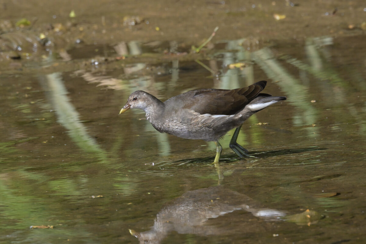 バン
バン幼鳥
西表島
美原の田んぼ