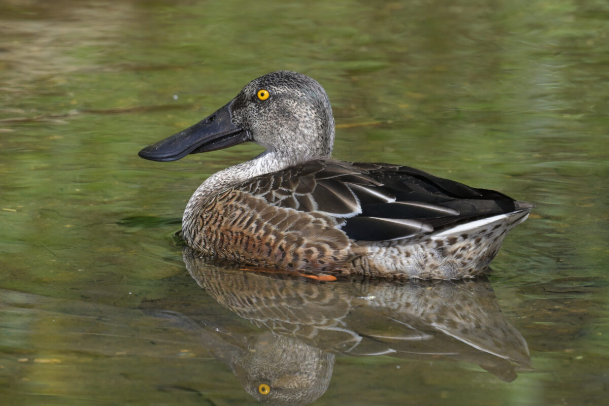 ハシビロガモ
ハシビロガモエクリプス
ハシビロガモエクリプス→生息羽
西表島
美原の田んぼ