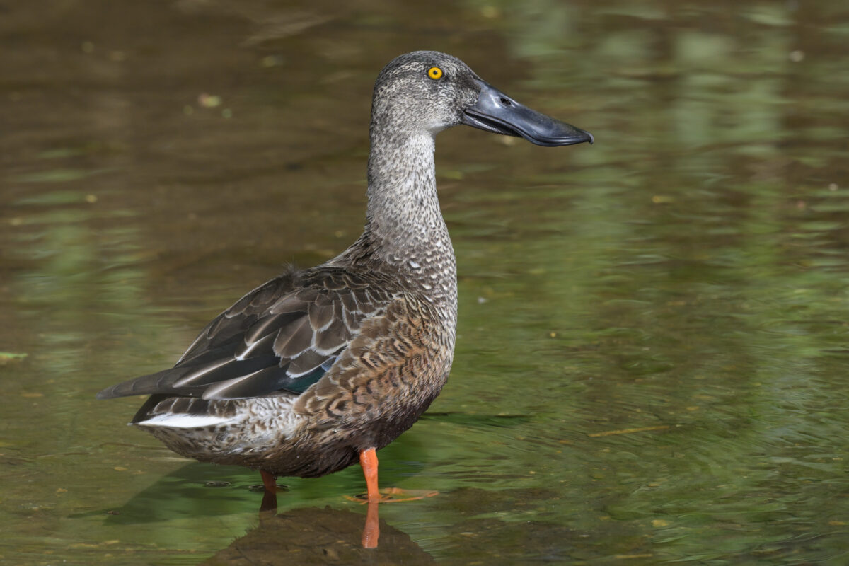 ハシビロガモ
ハシビロガモエクリプス
ハシビロガモエクリプス→生息羽
西表島
美原の田んぼ