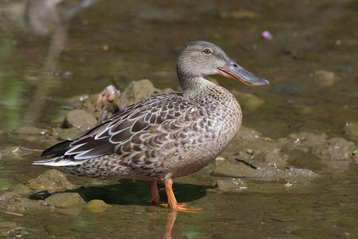 ハシビロガモ
ハシビロガモ♀
ハシビロガモ雌
西表島
美原のたんぼ