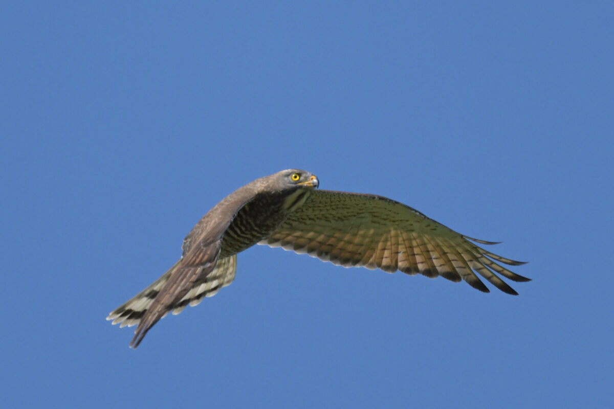 サシバ
サシバ♂
サシバ雄
西表島
古見
