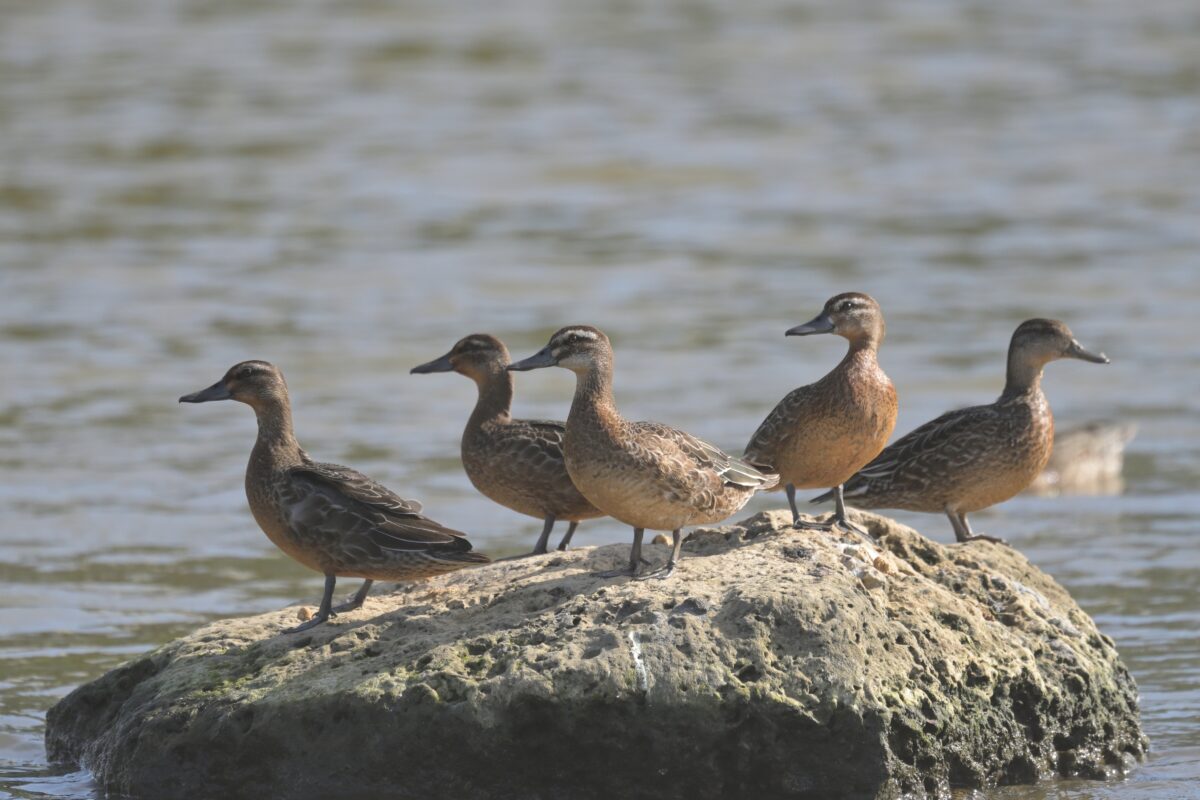 シマアジ
西表島
オオホラダ