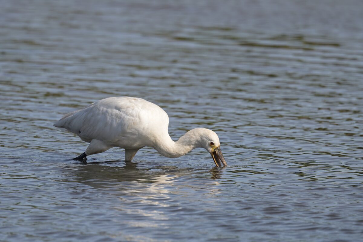 ヘラサギ
西表島
オオホラダ