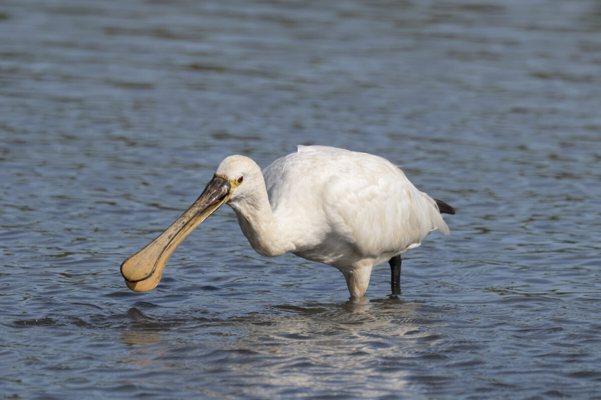 ヘラサギ
西表島
オオホラダ