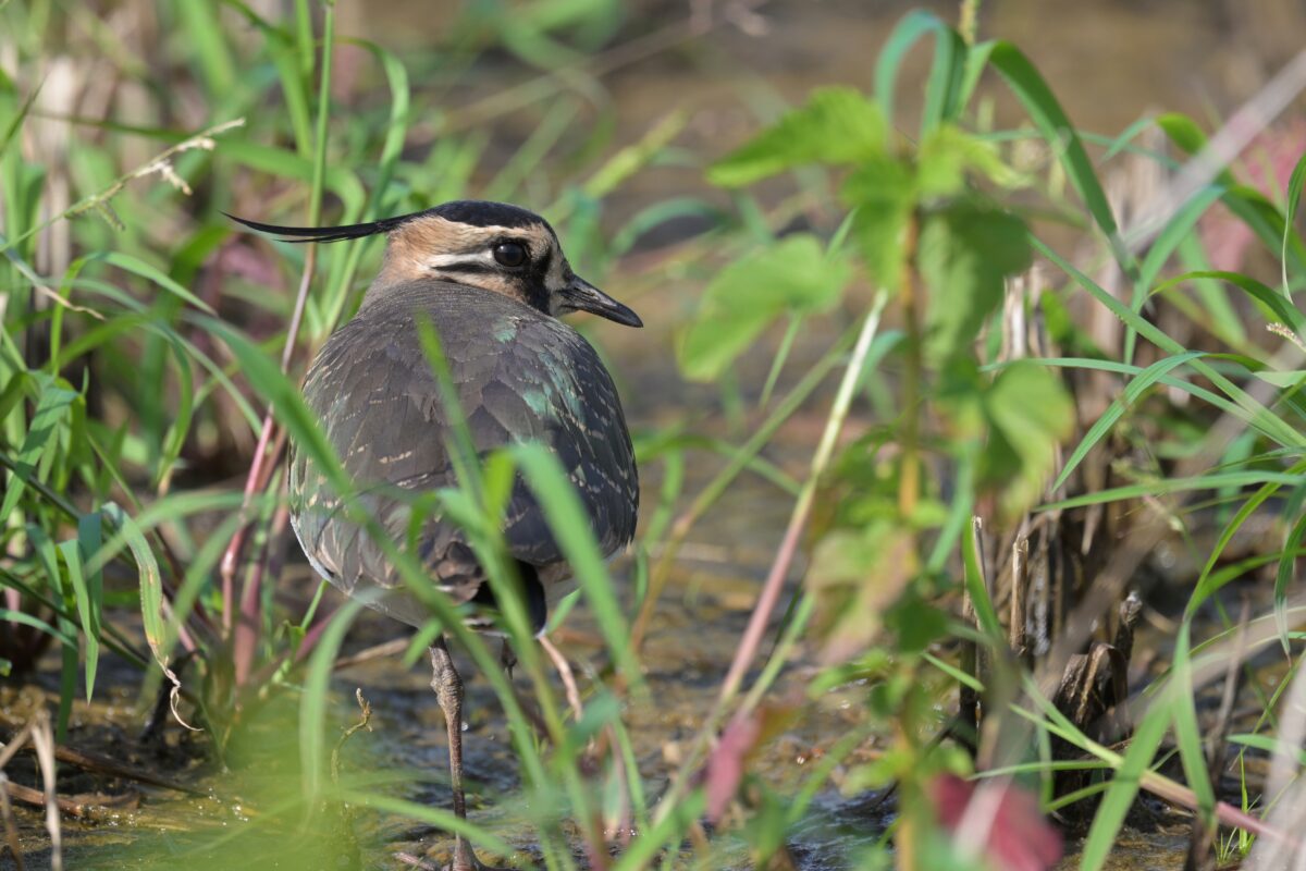 タゲリ
西表島
オオホラダ