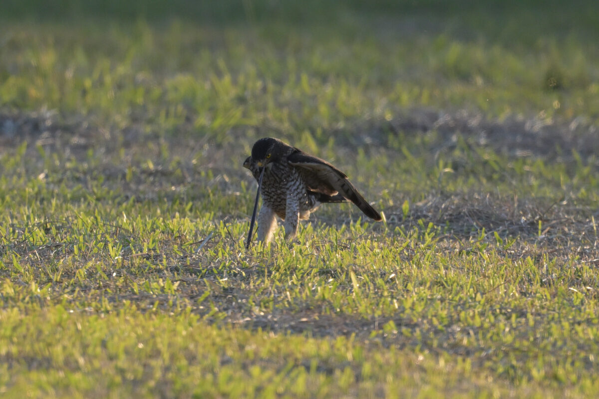 サシバ
サシバ♀
サシバ雌
西表島
住吉牧場