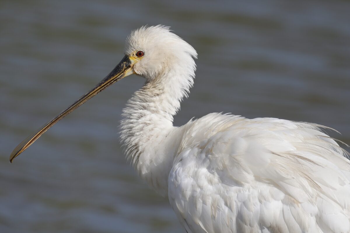 ヘラサギ
西表島
オオホラダ