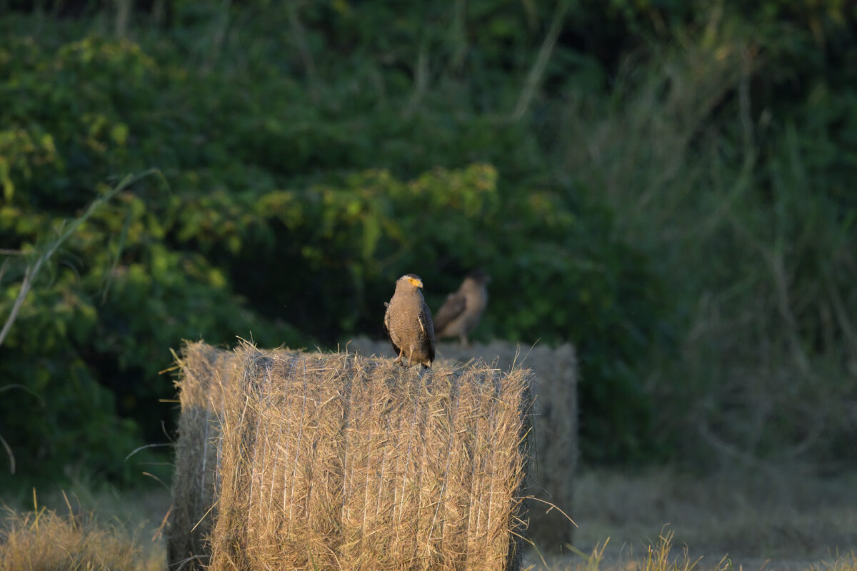 カンムリワシ
住吉牧場
西表島
