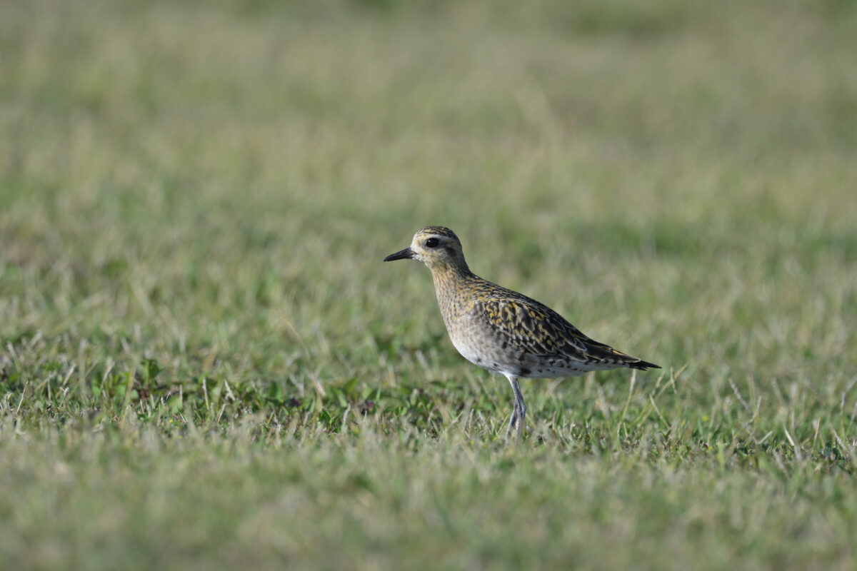 ムナグロ
ムナグロ冬羽
西表島
うなりざき公園