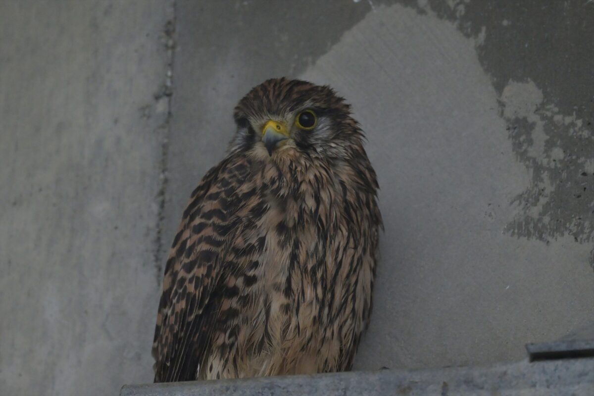 チョウゲンボウ
雨に濡れるチョウゲンボウ
ずぶ濡れチョウゲンボウ
西表島
住吉牧場