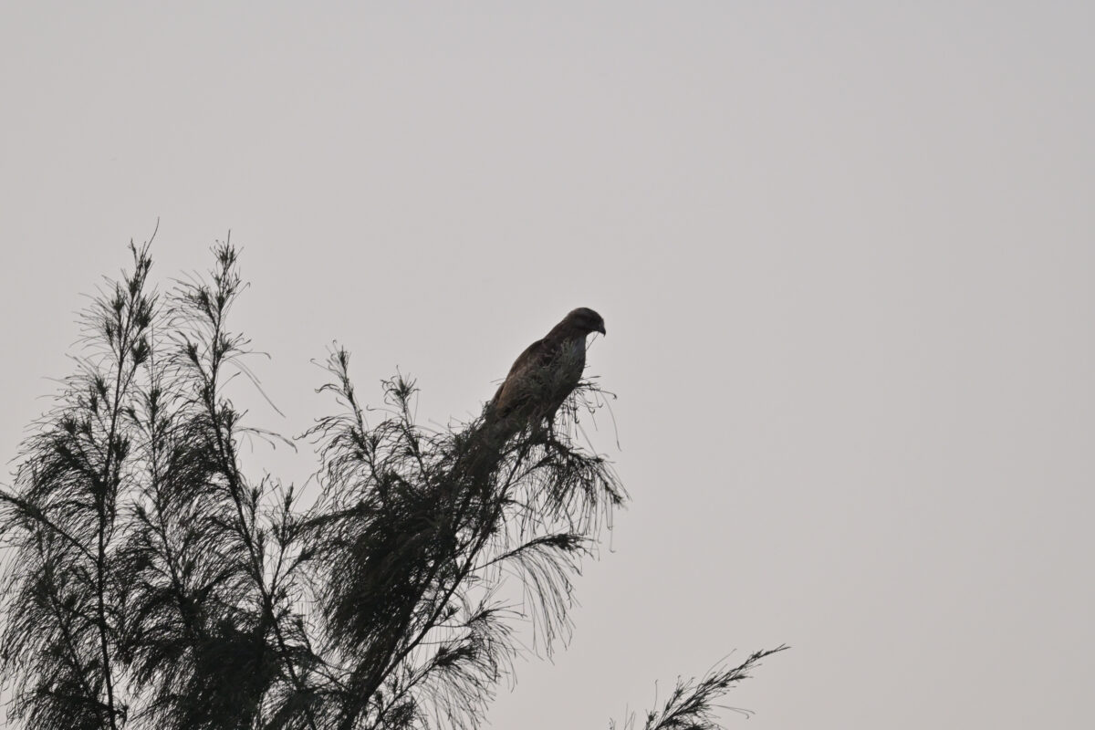 ノスリ
西表島
住吉牧場