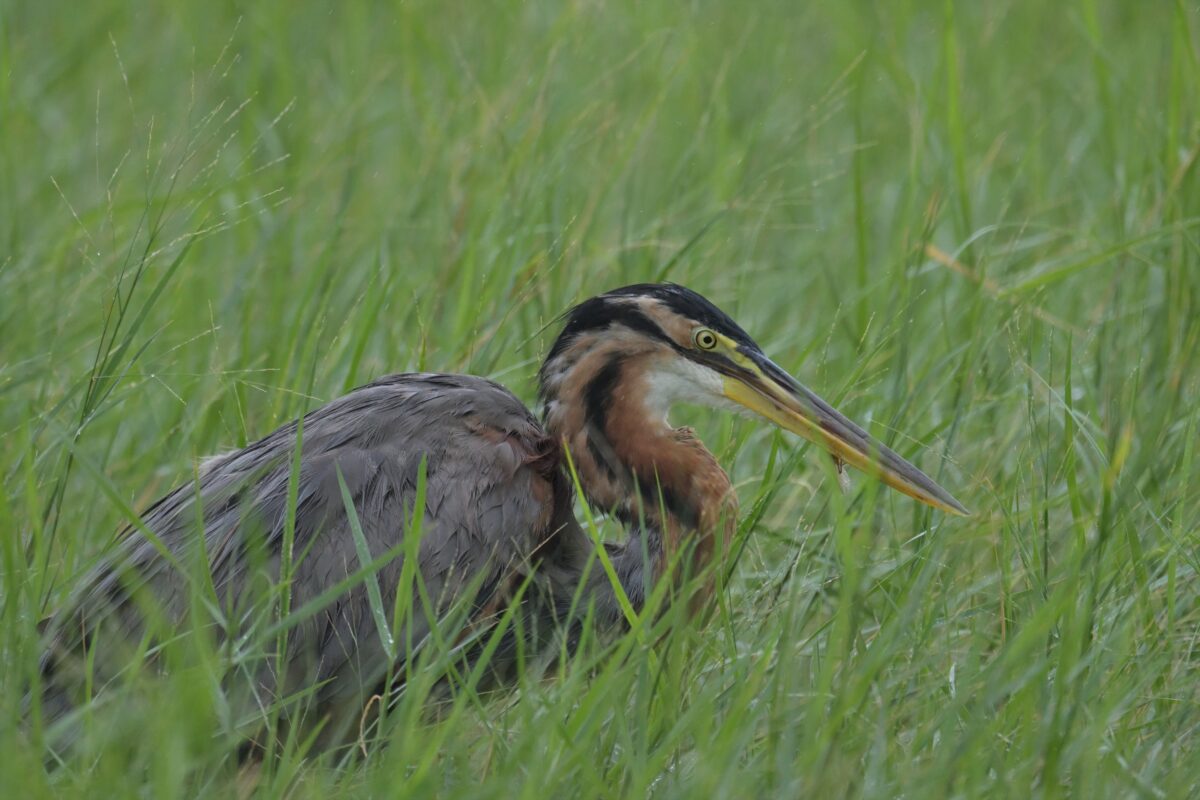 ムラサキサギ
西表島
住吉牧場