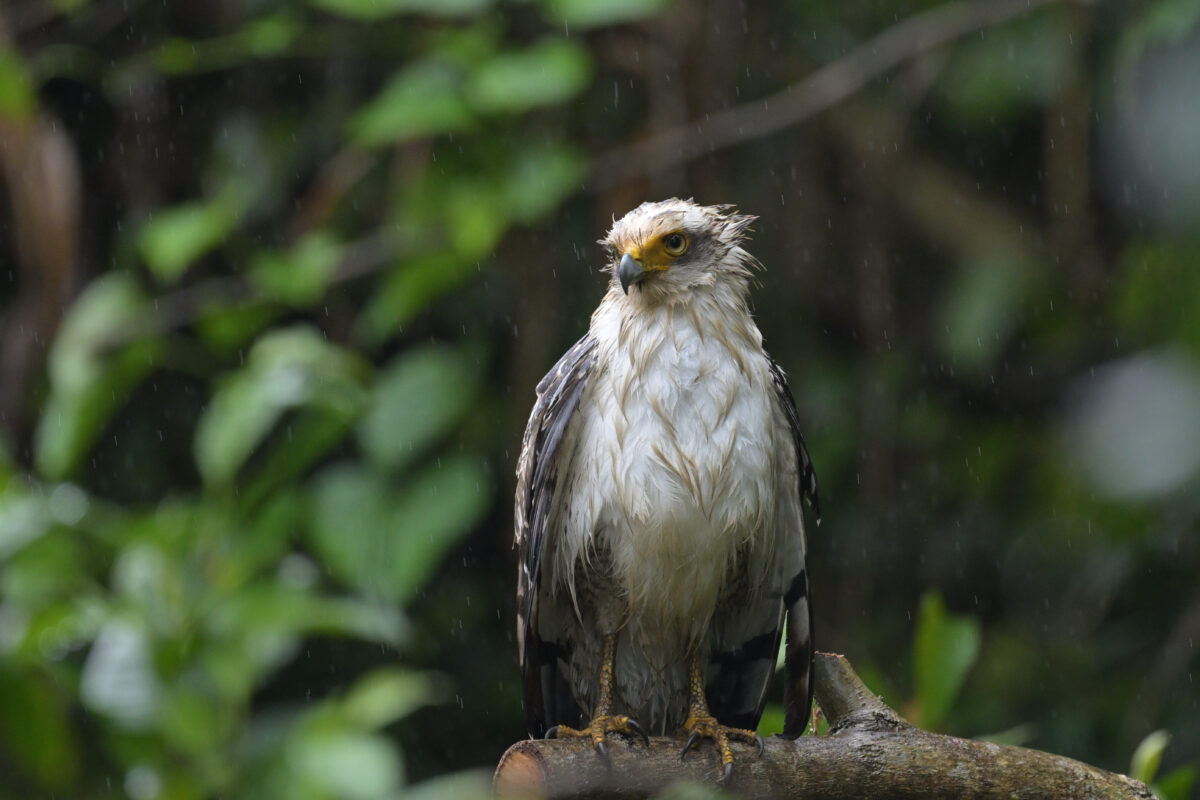 カンムリワシ
ミダラ浜
西表島