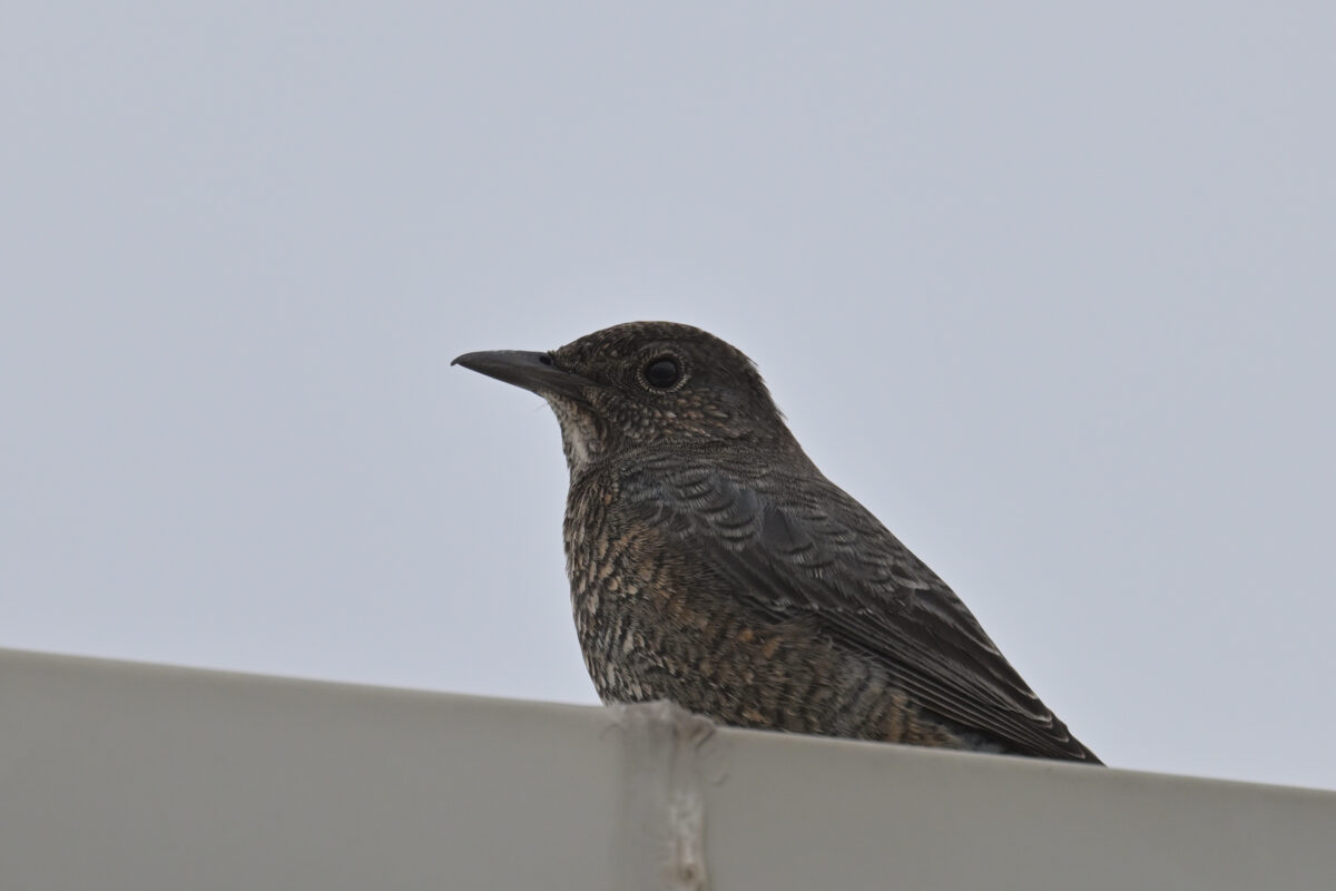イソヒヨドリ♀
イソヒヨドリメス
西表島
住吉牧場
