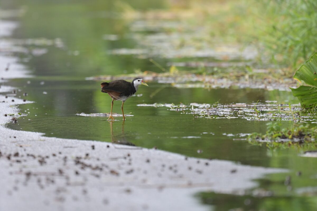シロハラクイナ
西表島
住吉牧場
