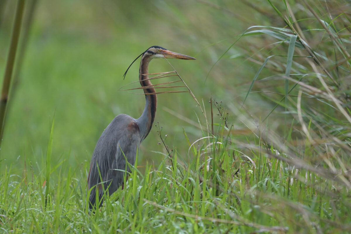 ムラサキサギ
西表島
ミダラの田んぼ