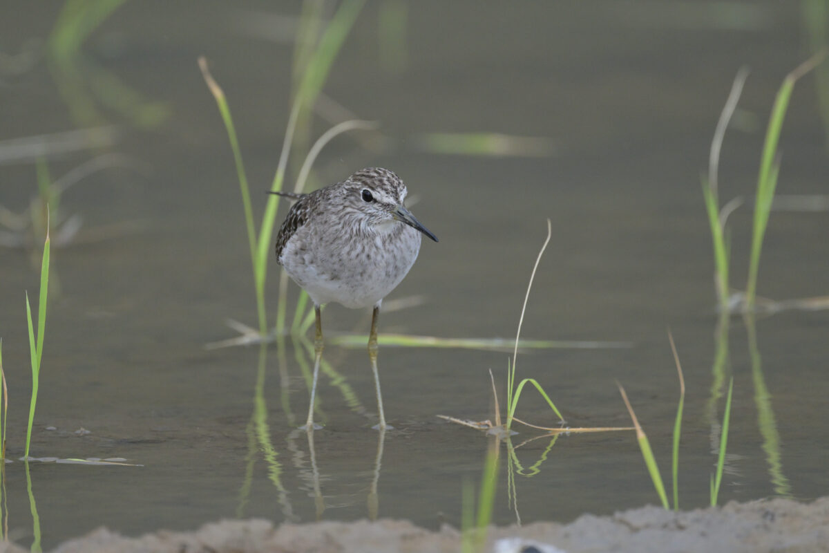 タカブシギ
西表島
ミダラの田んぼ