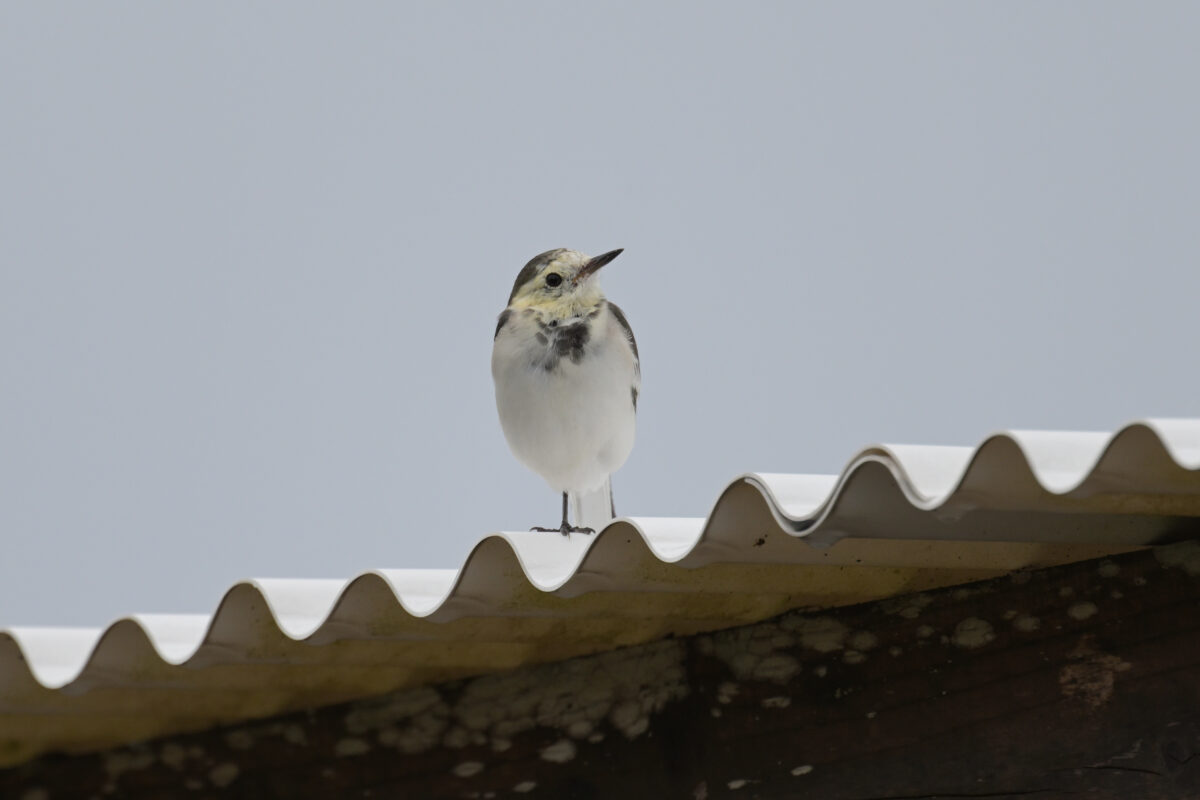 ホオジロハクセキレイ
西表島
住吉牧場