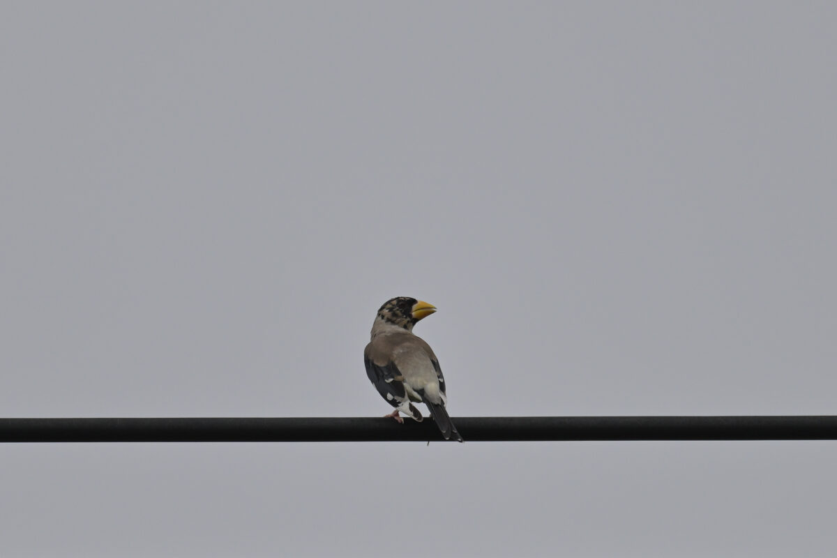 コイカル
コイカル幼鳥
西表島
フカンタ
