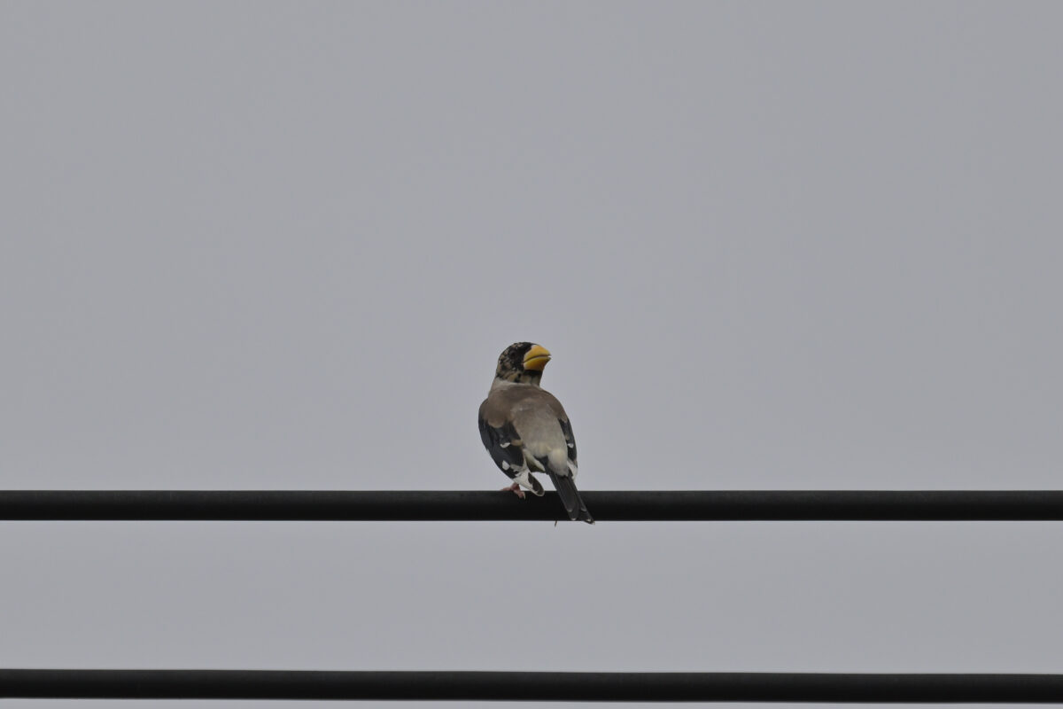コイカル
コイカル幼鳥
西表島
フカンタ